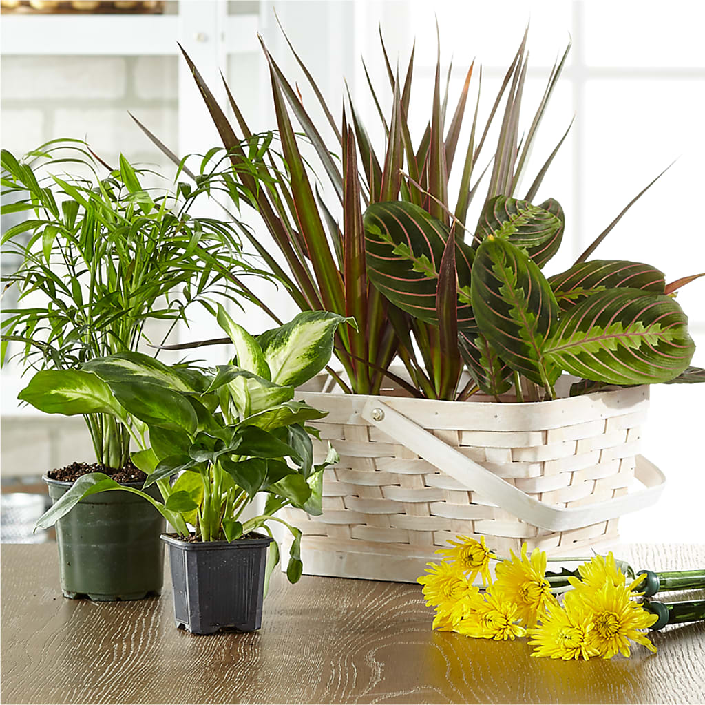 Florist Designed Blooming and Green Plants in a Basket – Paoli Mercantile, Paoli IN
