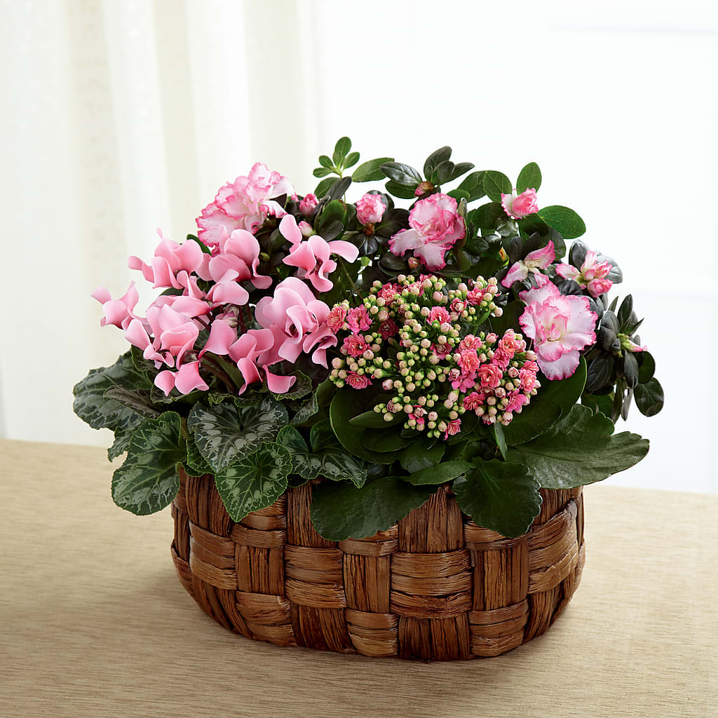 Pink Assortment – Paoli Mercantile, Paoli IN