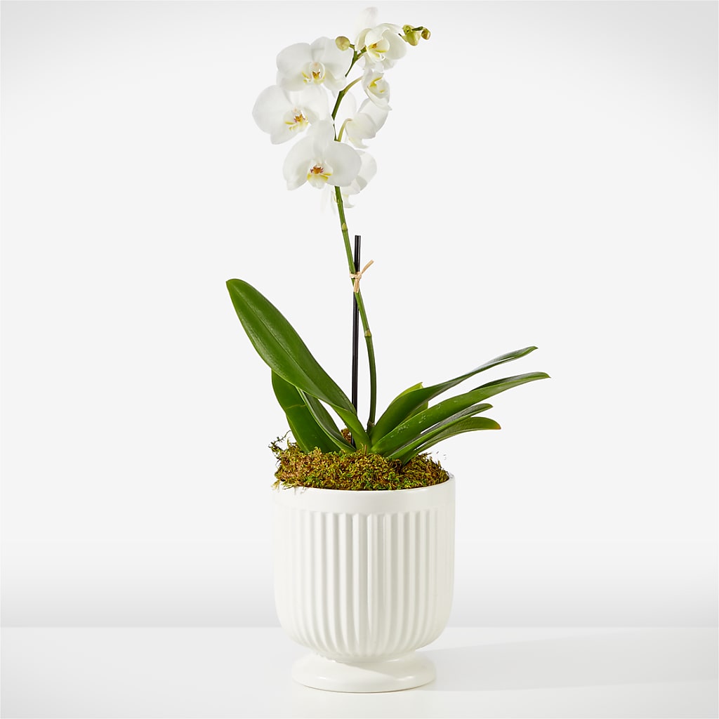 Whispering White Orchid – Paoli Mercantile, Paoli IN