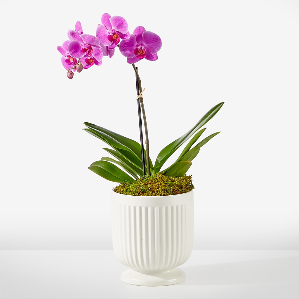 Friendly Fuchsia Orchid – Paoli Mercantile, Paoli IN