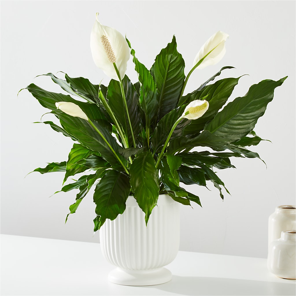 Comfort Planter – Paoli Mercantile, Paoli IN