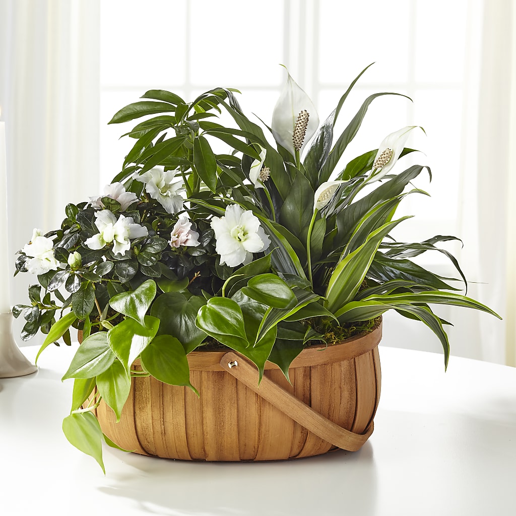Serene Dishgarden – Paoli Mercantile, Paoli IN