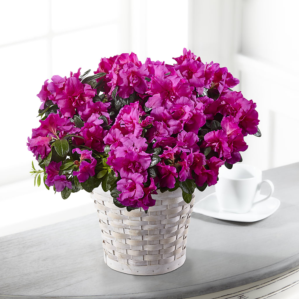 Hope & Serenity Azalea Plant – Paoli Mercantile, Paoli IN