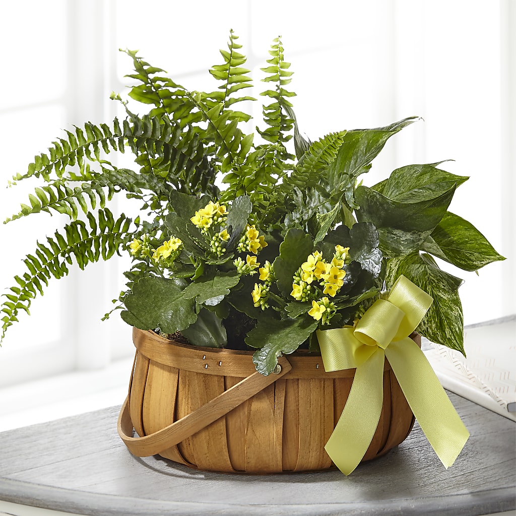 Always Dear Dishgarden – Paoli Mercantile, Paoli IN