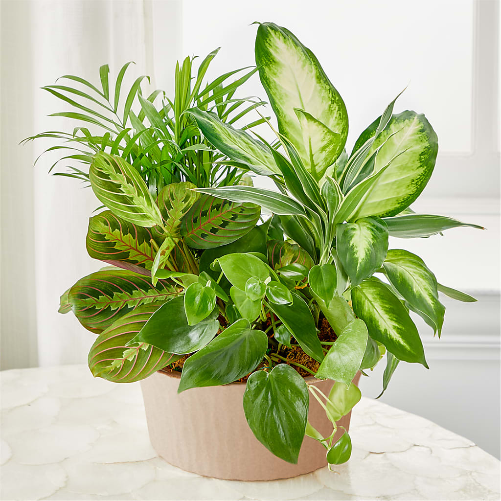 Balance & Harmony Dishgarden – Paoli Mercantile, Paoli IN