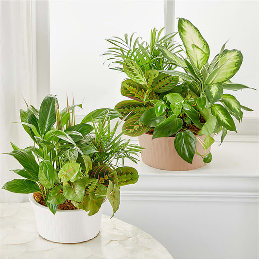 Balance & Harmony Dishgarden – Paoli Mercantile, Paoli IN