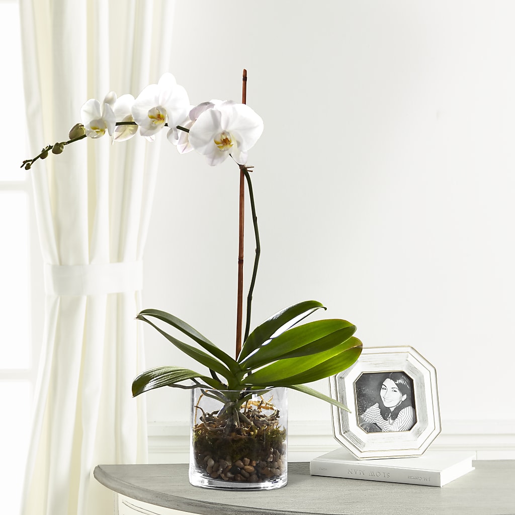 White Orchid Planter – Paoli Mercantile, Paoli IN