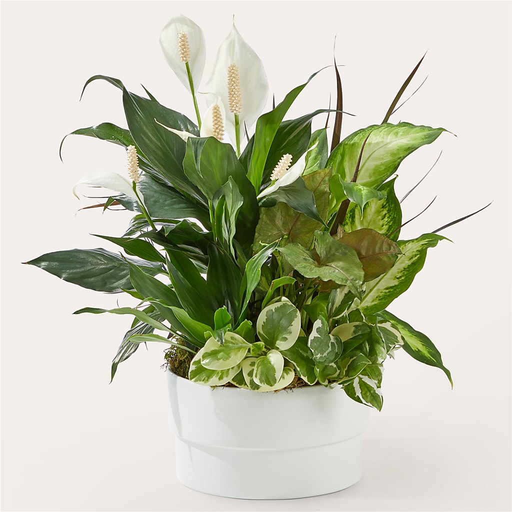 Radiating Positivity Dishgarden – Paoli Mercantile, Paoli IN