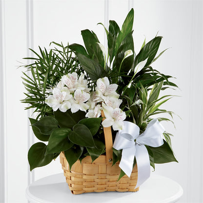 Peace & Serenity Dishgarden –  Paoli Mercantile, Paoli IN