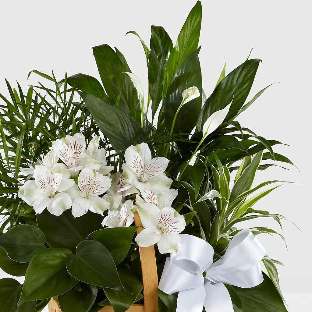 Peace & Serenity Dishgarden –  Paoli Mercantile, Paoli IN