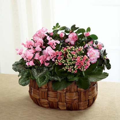 Pink Assortment –  Paoli Mercantile, Paoli IN