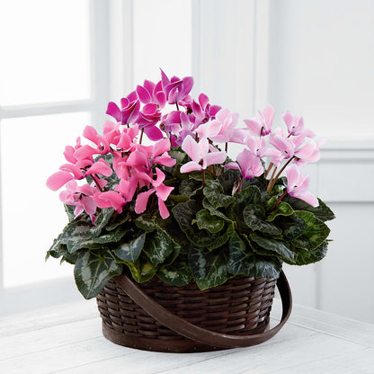 Mixed Cyclamen Planter –  Paoli Mercantile, Paoli IN