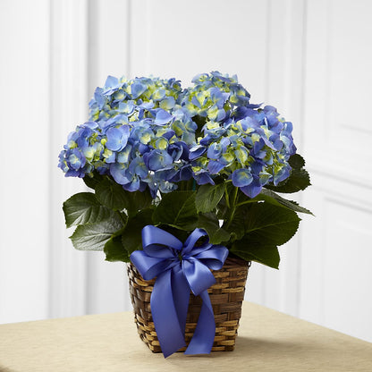 Blue Hydrangea Planter –  Paoli Mercantile, Paoli IN