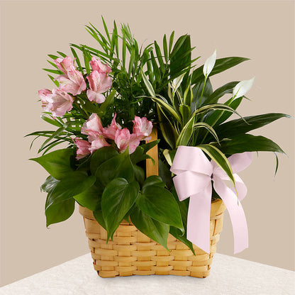 Living Spirit Dishgarden –  Paoli Mercantile, Paoli IN