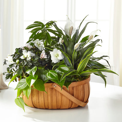 Serene Dishgarden –  Paoli Mercantile, Paoli IN
