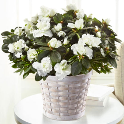 White Azalea Plant –  Paoli Mercantile, Paoli IN