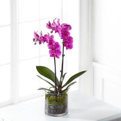 Pink Orchid Plant –  Paoli Mercantile, Paoli IN