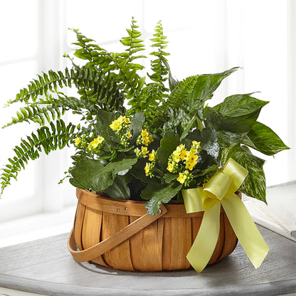 Always Dear Dishgarden –  Paoli Mercantile, Paoli IN