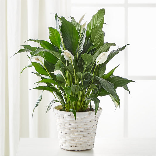 A New Leaf Peace Lily –  Paoli Mercantile, Paoli IN