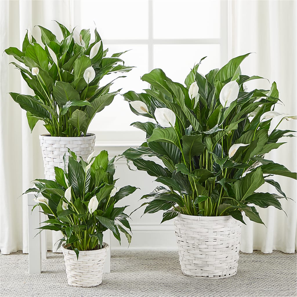 A New Leaf Peace Lily –  Paoli Mercantile, Paoli IN