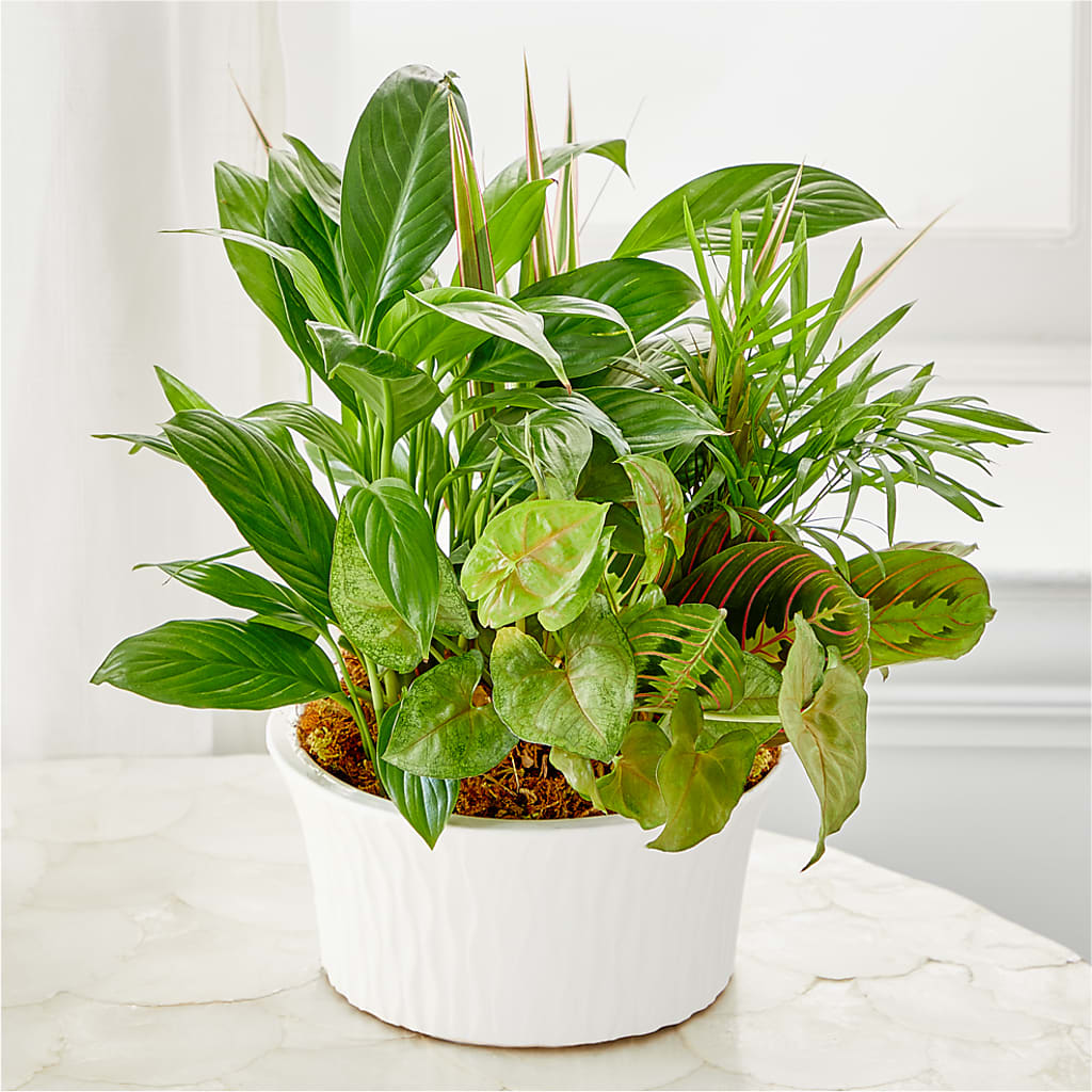 Balance & Harmony Dishgarden –  Paoli Mercantile, Paoli IN