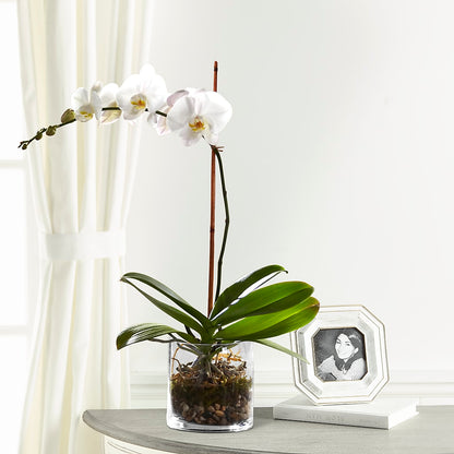 White Orchid Planter –  Paoli Mercantile, Paoli IN