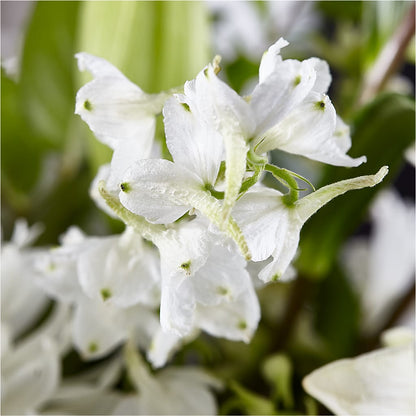 Classic Ivory – A Florist Original –  Paoli Mercantile, Paoli IN